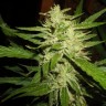 семена конопли дешево Super Lemon Haze feminised Ganja Live Seeds