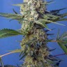 сортовые семена конопли Crystal Candy feminised Ganja Seeds Fast Version