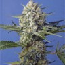 семена конопли вред Crystal Candy feminised Ganja Seeds Fast Version