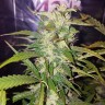 семена конопли f1 в оригинальной упаковке Big Bud feminised Victory Seeds