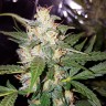 семена сортовой конопли Big Bud feminised Victory Seeds