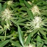 Качественные семена конопли White Lavender feminised Ganja Seeds