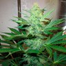 Семена конопли по оптовым ценам G13 Haze feminised Ganja Seeds