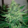 Семена конопли недорого G13 Haze feminised Ganja Seeds