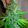Семена марихуаны G13 Haze feminised Ganja Seeds