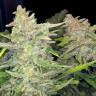 купить семена индийской конопли Auto Blueberry x Blue Mystic feminised