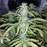 купить семена конопли f1 в оригинальной упаковке Auto Blueberry x Blue Mystic feminised