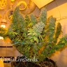 Семена конопли Blue Gelato 41 feminised Ganja Seeds