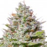 Качественные семена конопли Blue Gelato 41 feminised Ganja Seeds