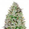 Недорогие семена конопли Blue Gelato 41 feminised Ganja Seeds