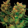 Семена марихуаны Hash Plant feminised GanjaLiveSeeds