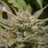 семена конопли Grapefruit Alpha Dog feminised Ganja Seeds