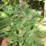 Семена конопли медицинских сортов Grapefruit Alpha Dog feminised Ganja Seeds