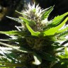 Урожайные сорта конопли Grapefruit Alpha Dog feminised Ganja Seeds