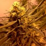 Семена конопли для новичков Grapefruit Alpha Dog feminised Ganja Seeds