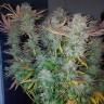 Семена марихуаны Gorilla Zkittlez feminised GanjaLiveSeeds