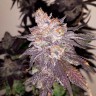 Семена конопли Gorilla Zkittlez feminised GanjaLiveSeeds