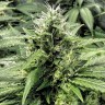 где заказать семена конопли Amnesia Gold feminised