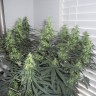 Недорогие семена конопли Grapefruit Diesel feminised Ganja Seeds