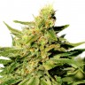 Семена конопли Grapefruit Diesel feminised Ganja Seeds