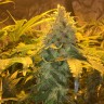 Семена конопли со скидками Grapefruit Diesel feminised Ganja Seeds