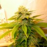 семена сортовой конопли White Russian feminised Ganja Live Seeds