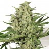 семена конопли гидропоники Cheese feminised Victory Seeds