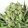 семена конопли в интернете Cheese feminised Victory Seeds