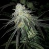 Семена марихуаны Eleven Roses feminised Ganja Seeds Fast Version