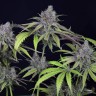 купить семена конопли Auto Critical Plus feminised Ganja Seeds