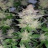 семена конопли интернете Auto Critical Plus feminised Ganja Seeds