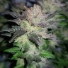 семена конопли наложенным Auto Critical Plus feminised Ganja Seeds