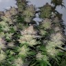 семена конопли москва Auto Critical Plus feminised Ganja Seeds