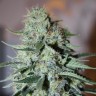семена конопли почтой White Widow feminised GanjaLiveSeeds