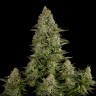 семена конопли гидропоники White Widow feminised GanjaLiveSeeds