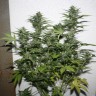 семена конопли дешево White Widow feminised GanjaLiveSeeds