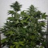 семена конопли с доставкой White Widow feminised GanjaLiveSeeds