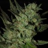 Семена каннабиса Grapefruit Haze feminised Ganja Seeds