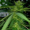 Качественные семена конопли Grapefruit Haze feminised Ganja Seeds