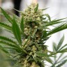 Качественные семена каннабиса Grapefruit Haze feminised Ganja Seeds