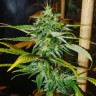 Недорогие семена конопли Grapefruit Haze feminised Ganja Seeds
