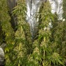 Семена марихуаны Haze feminised Ganja Seeds