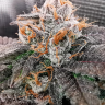 Семена марихуаны Rolling Frau feminised Ganja Seeds