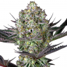 Качественные семена конопли Rolling Frau feminised Ganja Seeds