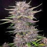 Семена Auto Dark Purple feminised Ganja Seeds