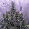 Семена конопли Auto White Widow feminised Ganja Seeds