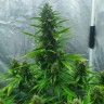 Семена марихуаны Auto White Widow feminised Ganja Seeds