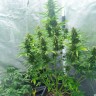 Купить семена Auto White Widow feminised Ganja Seeds