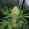 купить семена конопли Auto White Widow feminised