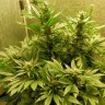 купить семена конопли f1 в оригинальной упаковке Auto White Widow feminised